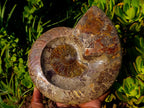 Polished Large Red Ammolite Opalized Cleoniceras Ammonite Fossil Bowl x 1 From Tulear, Madagascar - Toprock Gemstones and Minerals 