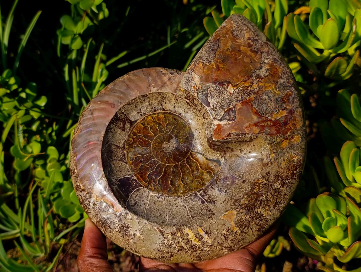 Polished Large Red Ammolite Opalized Cleoniceras Ammonite Fossil Bowl x 1 From Tulear, Madagascar - Toprock Gemstones and Minerals 