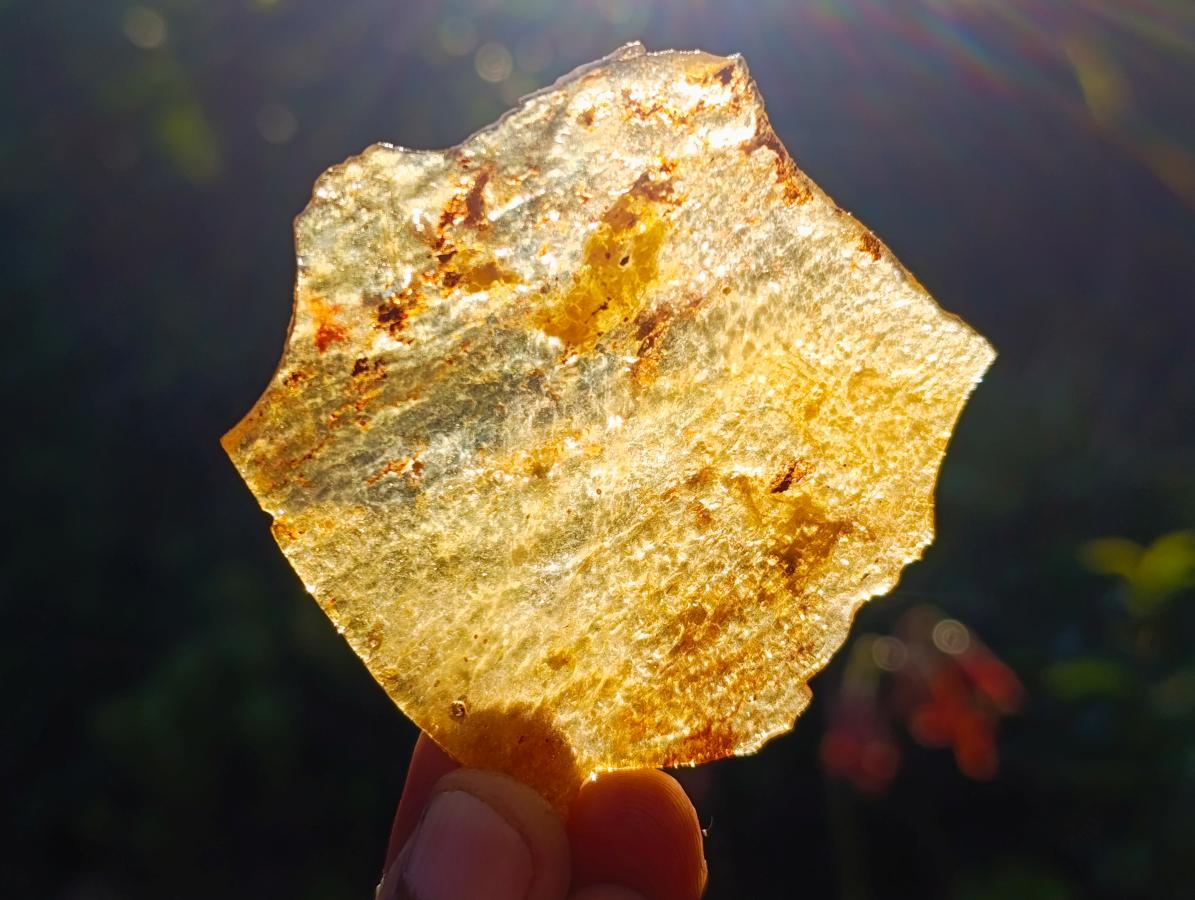 Natural Copal Amber Specimens with Insect and Plant Inclusions x 12 From Lemur Island, Madagascar - Toprock Gemstones and Minerals 