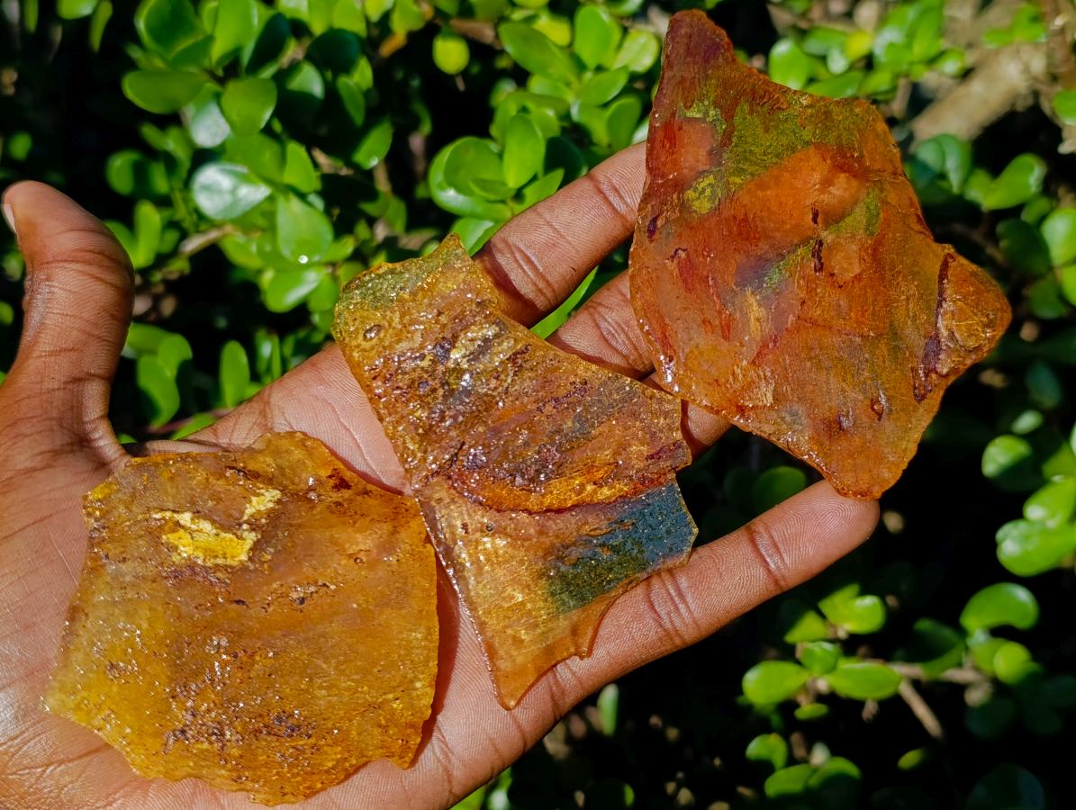 Natural Copal Amber Specimens with Insect and Plant Inclusions x 12 From Lemur Island, Madagascar - Toprock Gemstones and Minerals 