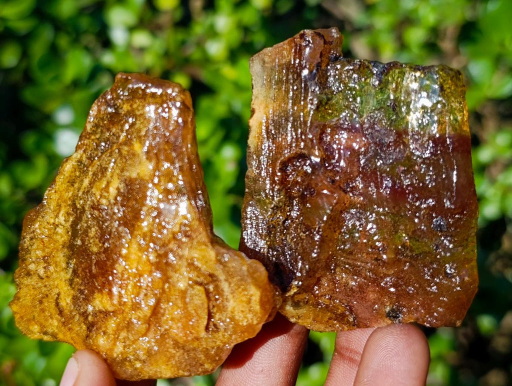 Natural Copal Amber Specimens with Insect and Plant Inclusions x 12 From Lemur Island, Madagascar - Toprock Gemstones and Minerals 