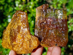 Natural Copal Amber Specimens with Insect and Plant Inclusions x 12 From Lemur Island, Madagascar - Toprock Gemstones and Minerals 