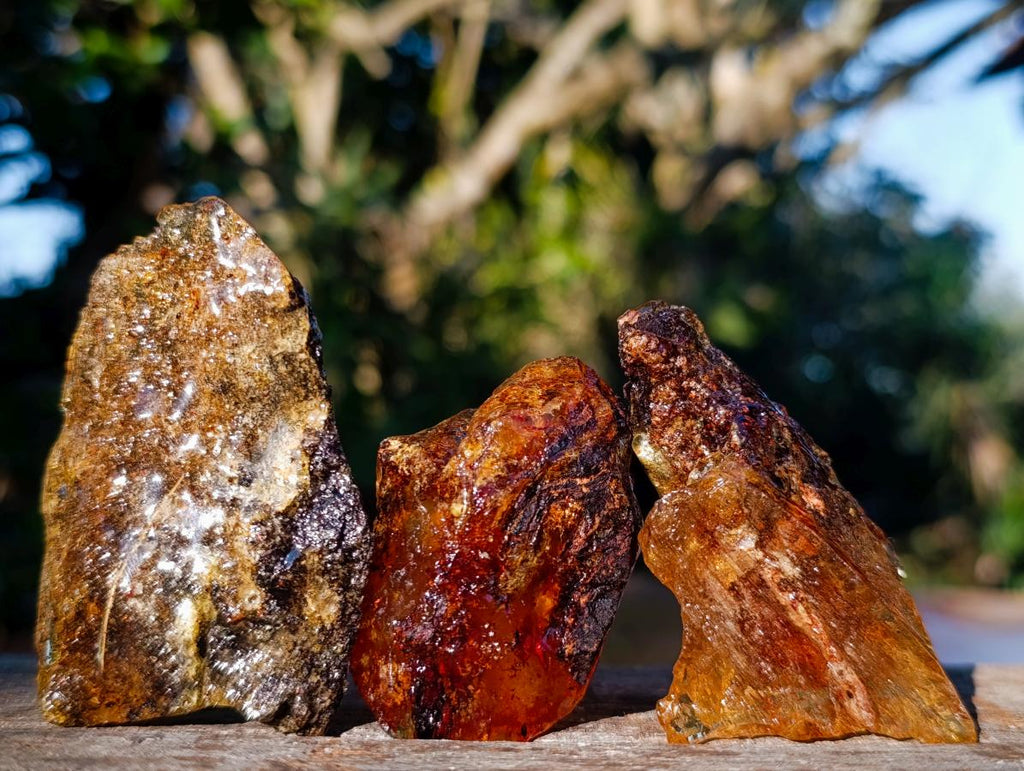 Natural Copal Amber Specimens with Insect and Plant Inclusions x 12 From Lemur Island, Madagascar - Toprock Gemstones and Minerals 