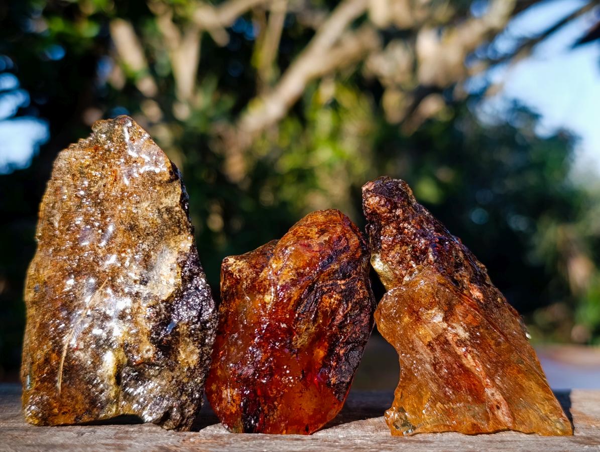 Natural Copal Amber Specimens with Insect and Plant Inclusions x 12 From Lemur Island, Madagascar - Toprock Gemstones and Minerals 