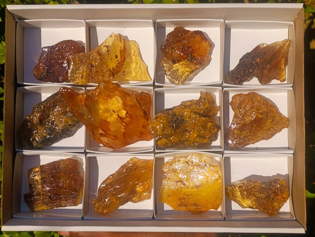 Natural Copal Amber Specimens with Insect and Plant Inclusions x 12 From Lemur Island, Madagascar - Toprock Gemstones and Minerals 