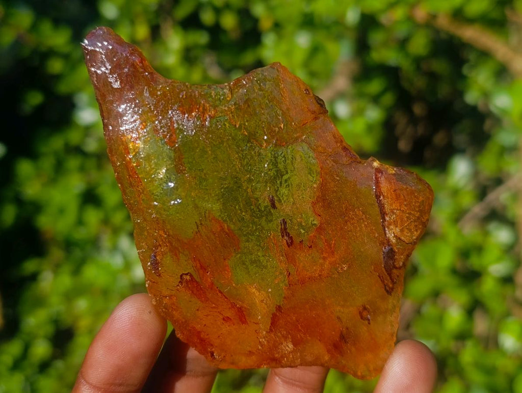 Natural Copal Amber Specimens with Insect and Plant Inclusions x 12 From Lemur Island, Madagascar - Toprock Gemstones and Minerals 