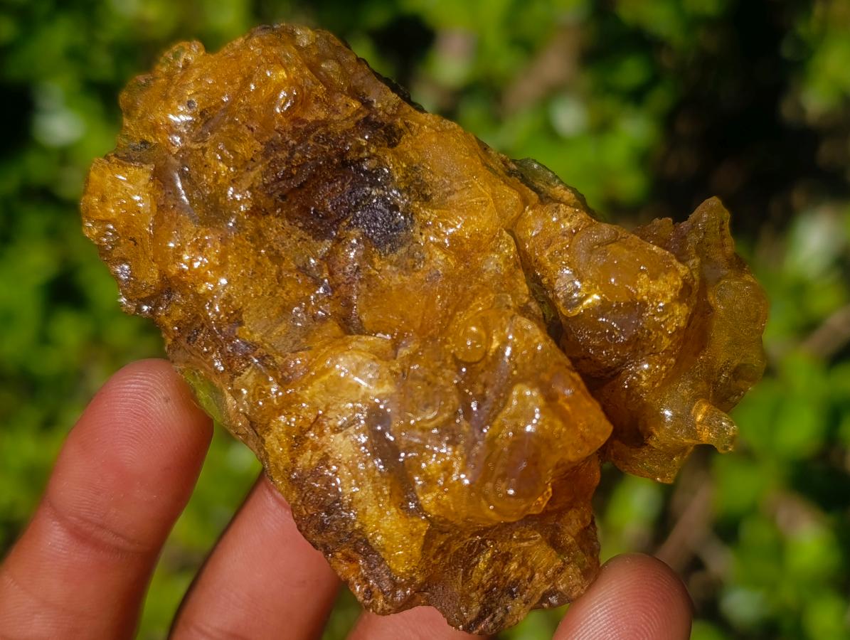 Natural Copal Amber Specimens with Insect and Plant Inclusions x 12 From Lemur Island, Madagascar - Toprock Gemstones and Minerals 