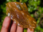 Natural Copal Amber Specimens with Insect and Plant Inclusions x 12 From Lemur Island, Madagascar - Toprock Gemstones and Minerals 