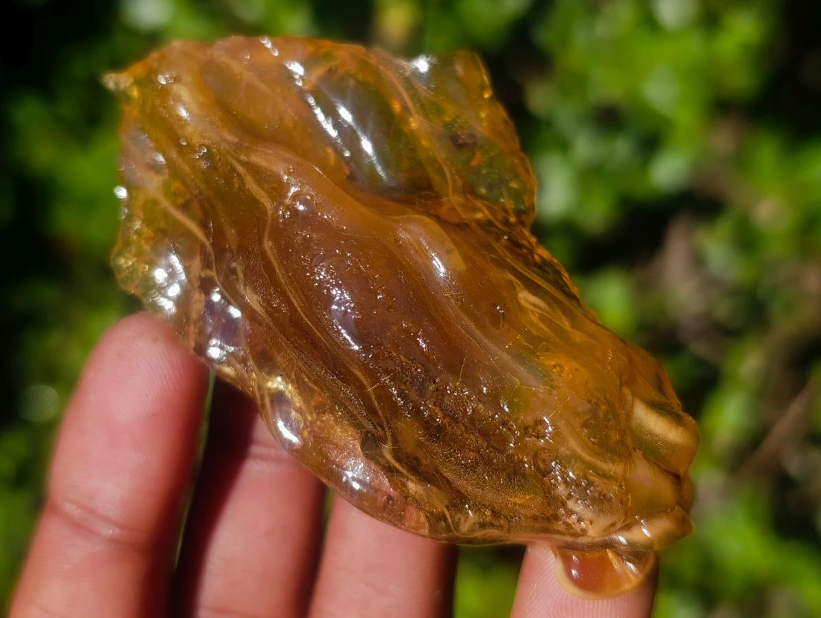 Natural Copal Amber Specimens with Insect and Plant Inclusions x 12 From Lemur Island, Madagascar - Toprock Gemstones and Minerals 