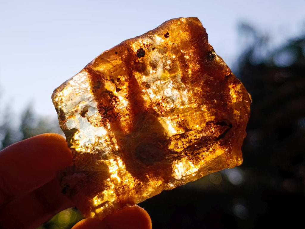 Natural Copal Amber Specimens with Insect and Plant Inclusions x 12 From Lemur Island, Madagascar - Toprock Gemstones and Minerals 