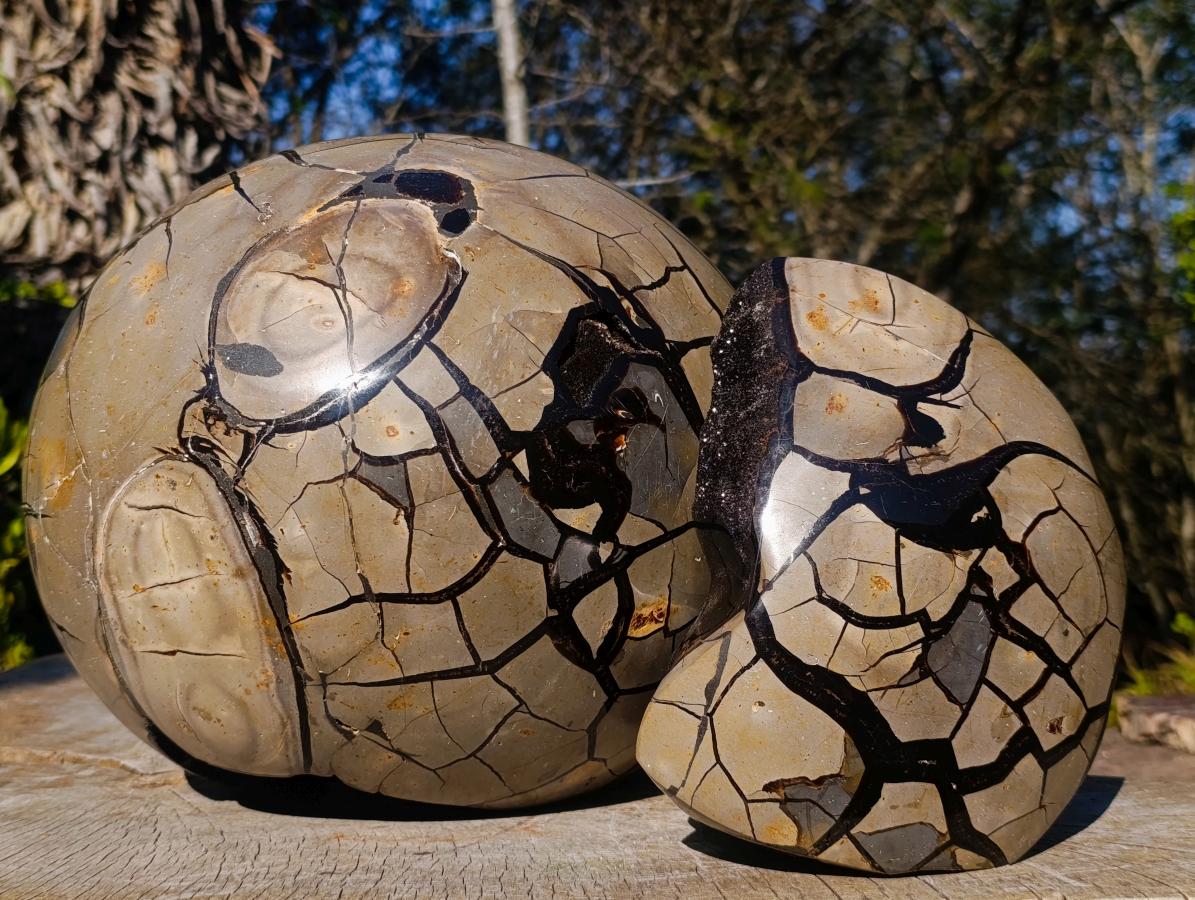 Polished XXL Septerye Sauvage Round "Dragons Egg" Geode x 1 From Mahajanga, Madagascar - Toprock Gemstones and Minerals 