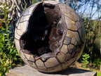 Polished XXL Septerye Sauvage Round "Dragons Egg" Geode x 1 From Mahajanga, Madagascar - Toprock Gemstones and Minerals 