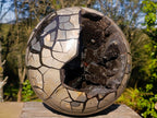 Polished XXL Septerye Sauvage Round "Dragons Egg" Geode x 1 From Mahajanga, Madagascar - Toprock Gemstones and Minerals 