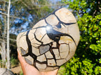 Polished XXL Septerye Sauvage Round "Dragons Egg" Geode x 1 From Mahajanga, Madagascar - Toprock Gemstones and Minerals 