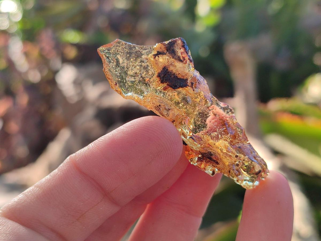 Natural Copal Amber Specimens with Insect and Plant Inclusions x 35 From Lemur Island, Madagascar - Toprock Gemstones and Minerals 