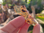 Natural Copal Amber Specimens with Insect and Plant Inclusions x 35 From Lemur Island, Madagascar - Toprock Gemstones and Minerals 
