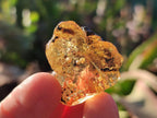Natural Copal Amber Specimens with Insect and Plant Inclusions x 35 From Lemur Island, Madagascar - Toprock Gemstones and Minerals 