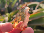 Natural Copal Amber Specimens with Insect and Plant Inclusions x 35 From Lemur Island, Madagascar - Toprock Gemstones and Minerals 
