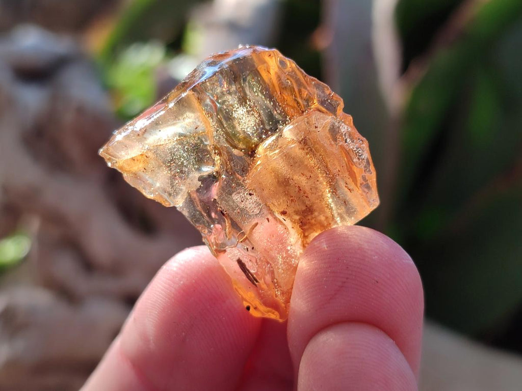 Natural Copal Amber Specimens with Insect and Plant Inclusions x 35 From Lemur Island, Madagascar - Toprock Gemstones and Minerals 