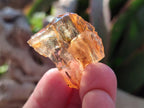 Natural Copal Amber Specimens with Insect and Plant Inclusions x 35 From Lemur Island, Madagascar - Toprock Gemstones and Minerals 