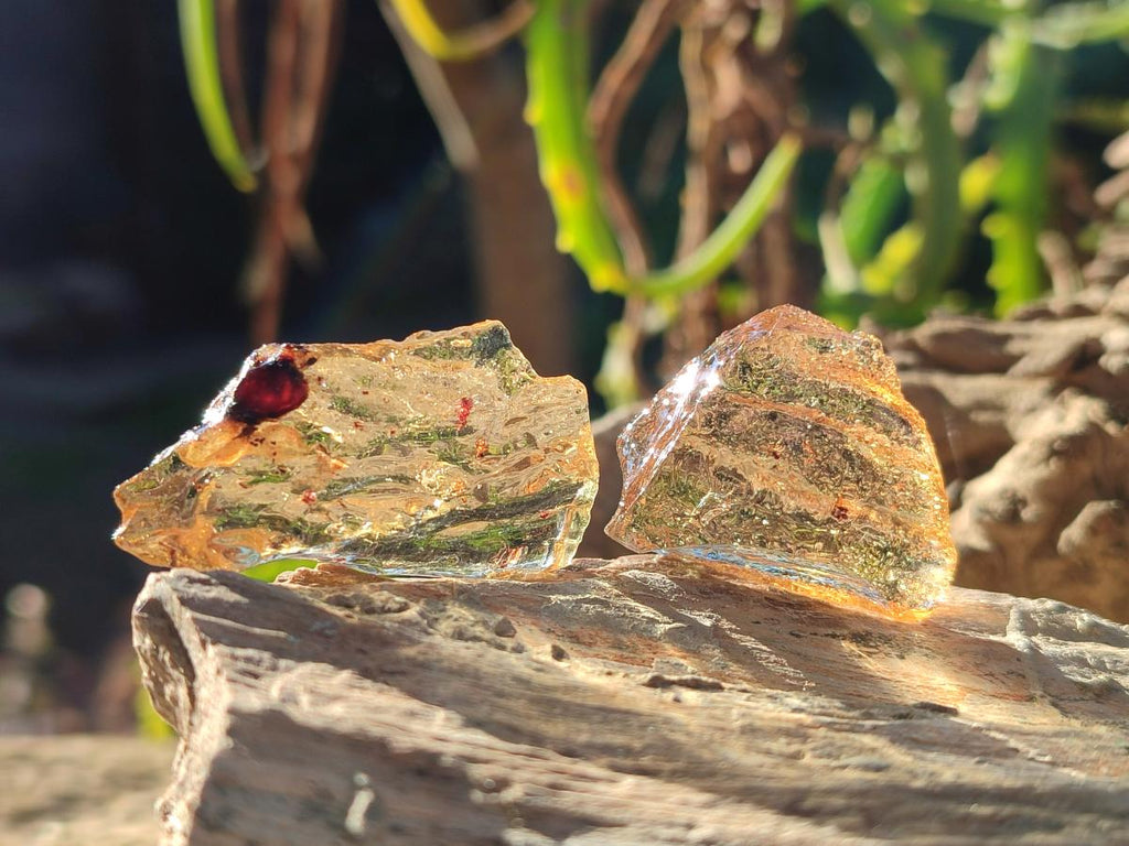 Natural Copal Amber Specimens with Insect and Plant Inclusions x 35 From Lemur Island, Madagascar - Toprock Gemstones and Minerals 