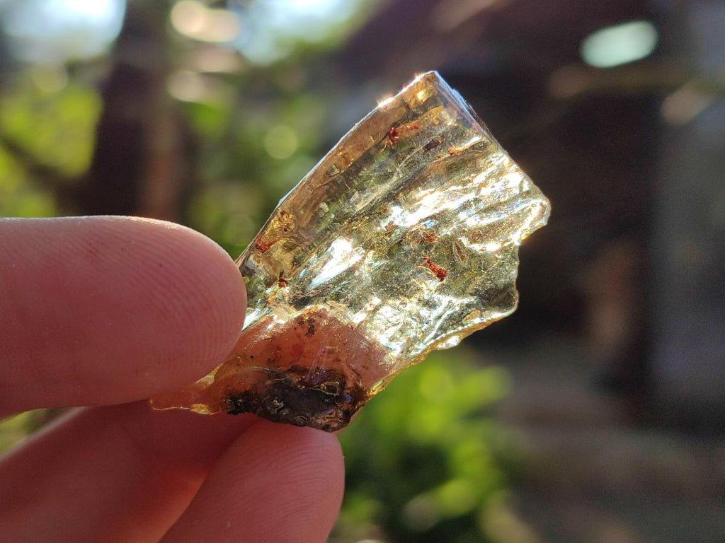 Natural Copal Amber Specimens with Insect and Plant Inclusions x 35 From Lemur Island, Madagascar - Toprock Gemstones and Minerals 