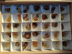Natural Copal Amber Specimens with Insect and Plant Inclusions x 35 From Lemur Island, Madagascar - Toprock Gemstones and Minerals 