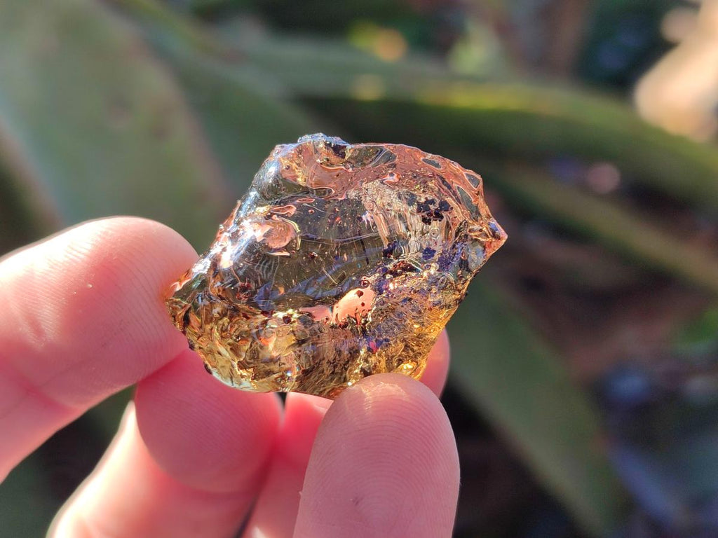 Natural Copal Amber Specimens with Insect and Plant Inclusions x 35 From Lemur Island, Madagascar - Toprock Gemstones and Minerals 