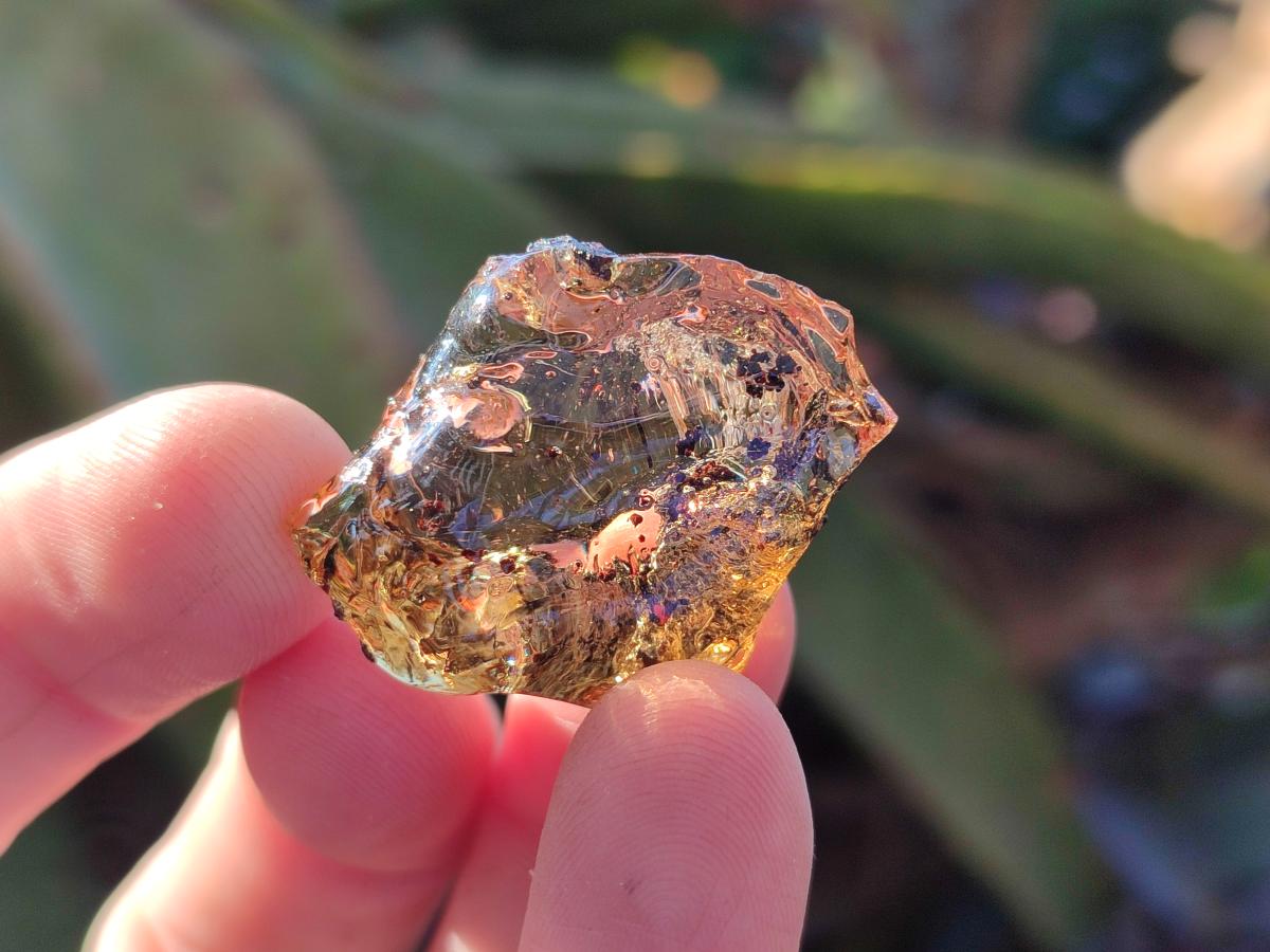 Natural Copal Amber Specimens with Insect and Plant Inclusions x 35 From Lemur Island, Madagascar - Toprock Gemstones and Minerals 