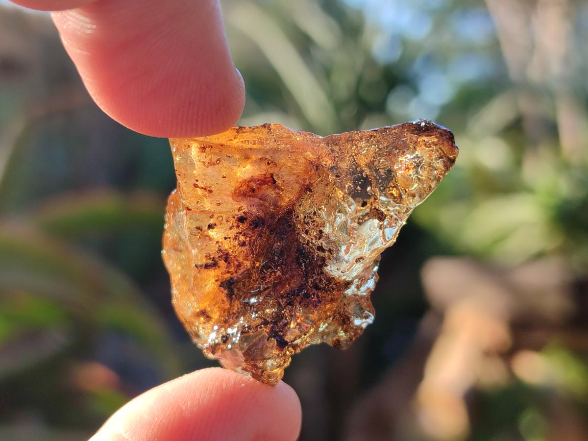 Natural Copal Amber Specimens with Insect and Plant Inclusions x 35 From Lemur Island, Madagascar - Toprock Gemstones and Minerals 