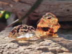 Natural Copal Amber Specimens with Insect and Plant Inclusions x 35 From Lemur Island, Madagascar - Toprock Gemstones and Minerals 