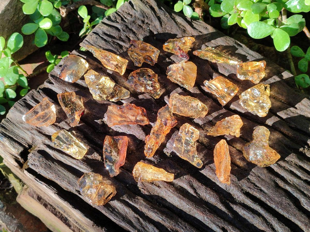 Natural Copal Amber Specimens with Insect and Plant Inclusions x 35 From Lemur Island, Madagascar - Toprock Gemstones and Minerals 