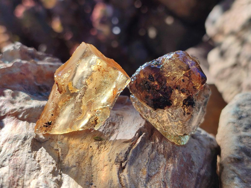 Natural Copal Amber Specimens with Insect and Plant Inclusions x 35 From Lemur Island, Madagascar - Toprock Gemstones and Minerals 