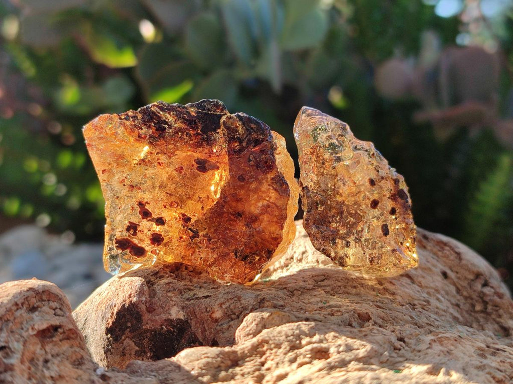 Natural Copal Amber Specimens with Insect and Plant Inclusions x 35 From Lemur Island, Madagascar - Toprock Gemstones and Minerals 