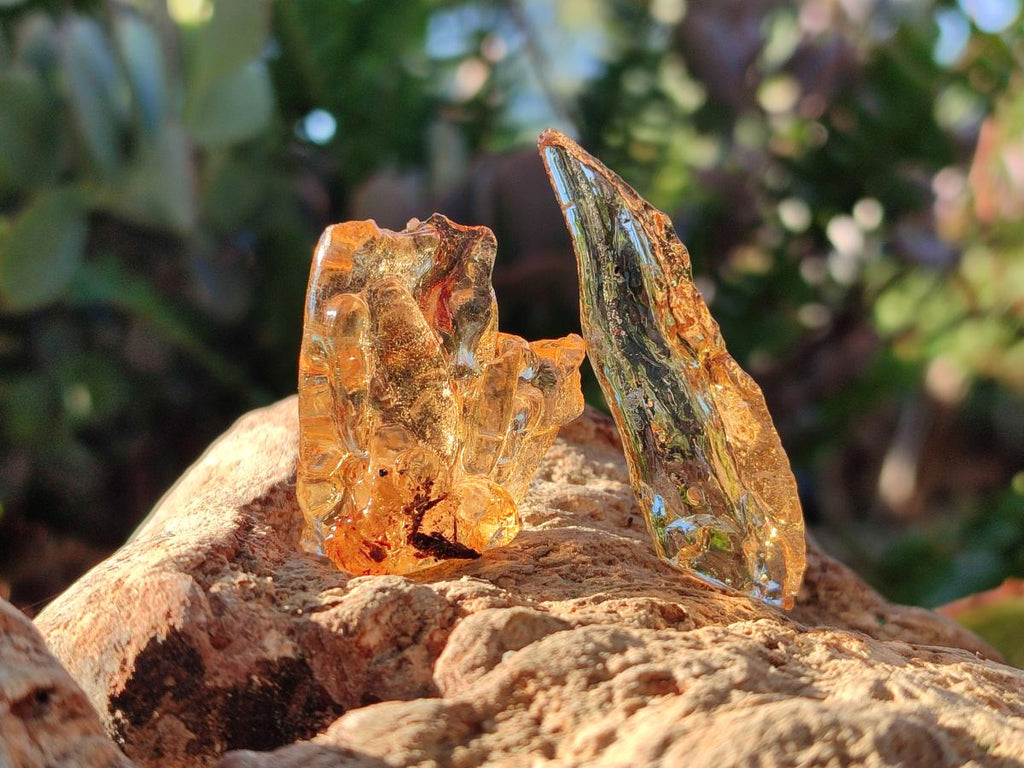 Natural Copal Amber Specimens with Insect and Plant Inclusions x 35 From Lemur Island, Madagascar - Toprock Gemstones and Minerals 