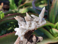 Natural Drusy Quartz Coated Spearhead Calcite Pseudomorph Clusters x 12 From Albert's Mountain, Lesotho - Toprock Gemstones and Minerals 