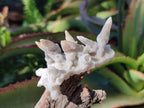 Natural Drusy Quartz Coated Spearhead Calcite Pseudomorph Clusters x 12 From Albert's Mountain, Lesotho - Toprock Gemstones and Minerals 
