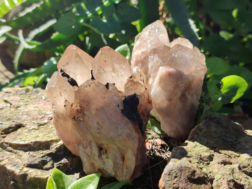 Natural Cascading White Phantom Smokey Luena Quartz Clusters x 4 From Luena, Congo - Toprock Gemstones and Minerals 
