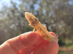 Natural Hematoid Tinted Drusy Fairy Spirit Quartz Single Crystals x 70 From South Africa - Toprock Gemstones and Minerals 