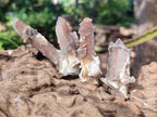 Natural Hematoid Tinted Drusy Fairy Spirit Quartz Single Crystals x 70 From South Africa - Toprock Gemstones and Minerals 