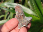 Natural Hematoid Tinted Drusy Fairy Spirit Quartz Single Crystals x 70 From South Africa - Toprock Gemstones and Minerals 