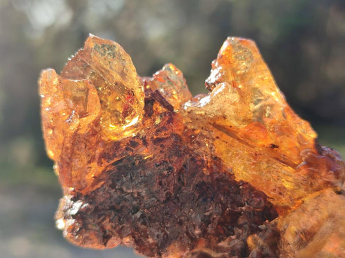 Natural Copal Amber Specimens with Insect and Plant Inclusions x 12 From Lemur Island, Madagascar - Toprock Gemstones and Minerals 