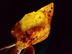 Natural Copal Amber Specimens with Insect and Plant Inclusions x 12 From Lemur Island, Madagascar - Toprock Gemstones and Minerals 