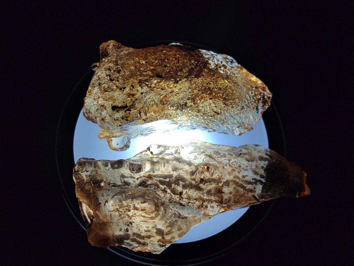 Natural Copal Amber Specimens with Insect and Plant Inclusions x 12 From Lemur Island, Madagascar - Toprock Gemstones and Minerals 