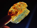 Natural Copal Amber Specimens with Insect and Plant Inclusions x 12 From Lemur Island, Madagascar - Toprock Gemstones and Minerals 