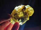 Natural Copal Amber Specimens with Insect and Plant Inclusions x 12 From Lemur Island, Madagascar - Toprock Gemstones and Minerals 