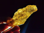 Natural Copal Amber Specimens with Insect and Plant Inclusions x 12 From Lemur Island, Madagascar - Toprock Gemstones and Minerals 