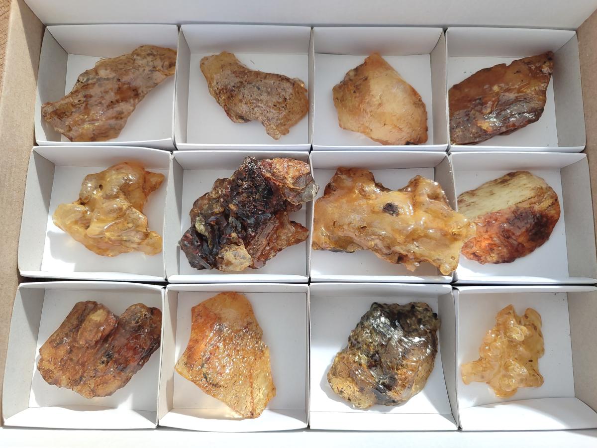 Natural Copal Amber Specimens with Insect and Plant Inclusions x 12 From Lemur Island, Madagascar - Toprock Gemstones and Minerals 