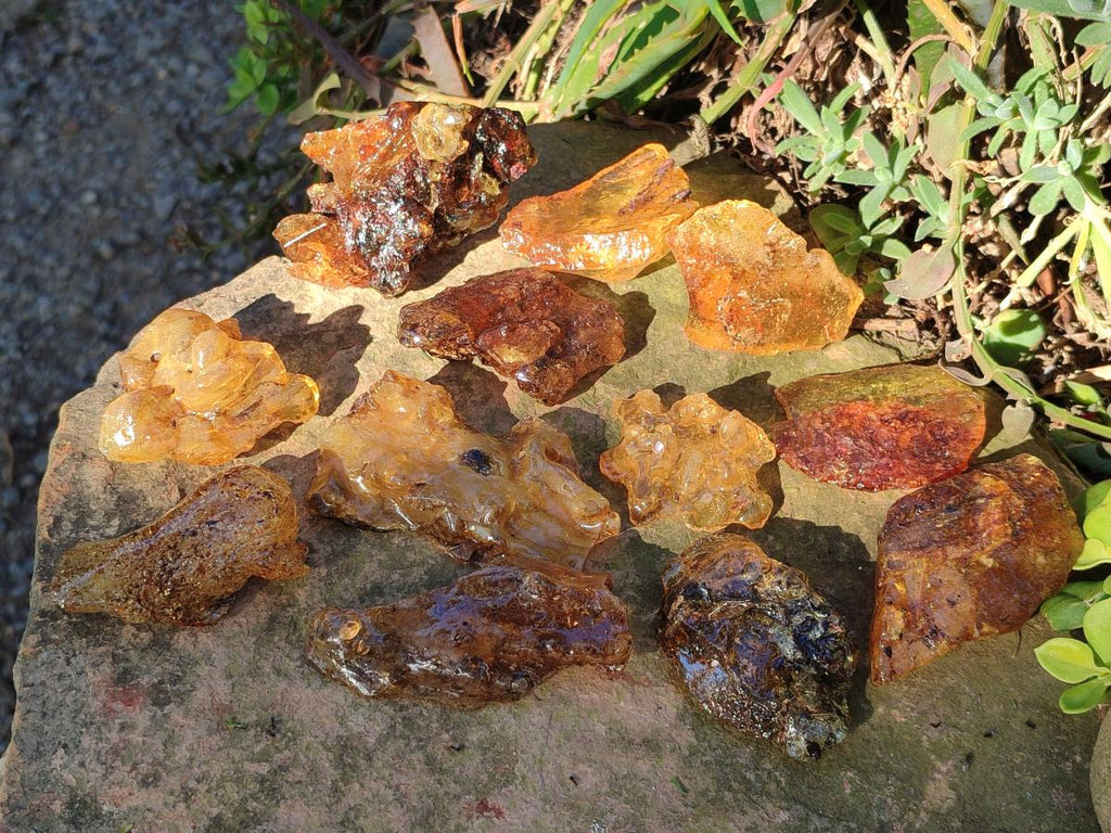 Natural Copal Amber Specimens with Insect and Plant Inclusions x 12 From Lemur Island, Madagascar - Toprock Gemstones and Minerals 