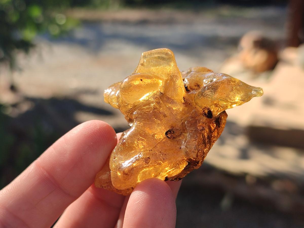 Natural Copal Amber Specimens with Insect and Plant Inclusions x 12 From Lemur Island, Madagascar - Toprock Gemstones and Minerals 